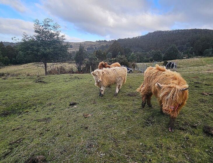 Gordon, Tasmania - Image 2