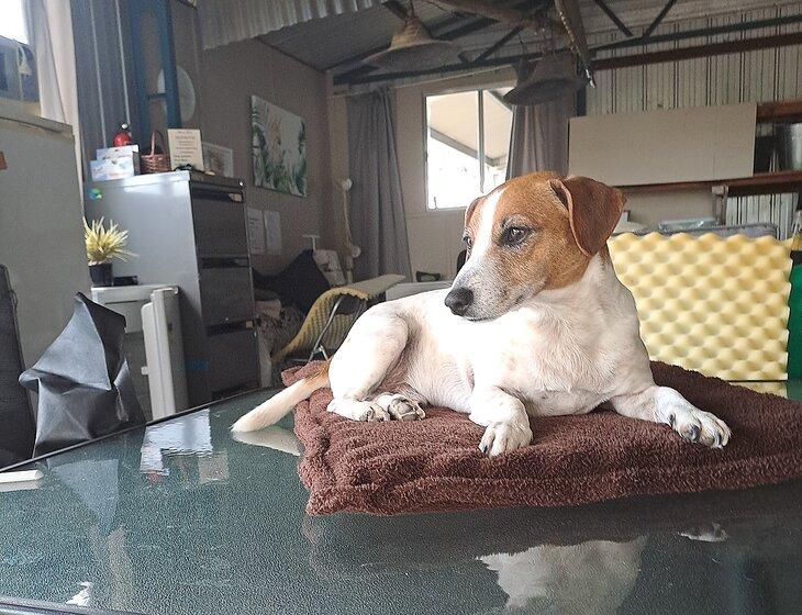 Finley, New South Wales