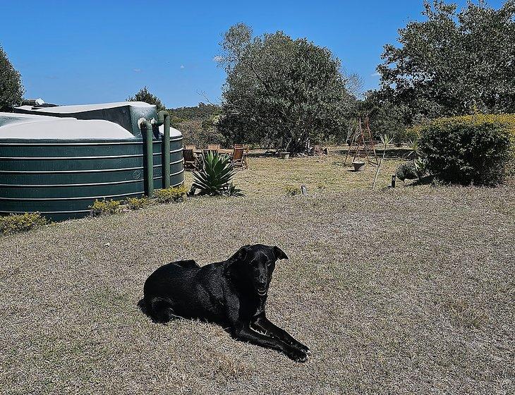 Pine Mountain, Queensland