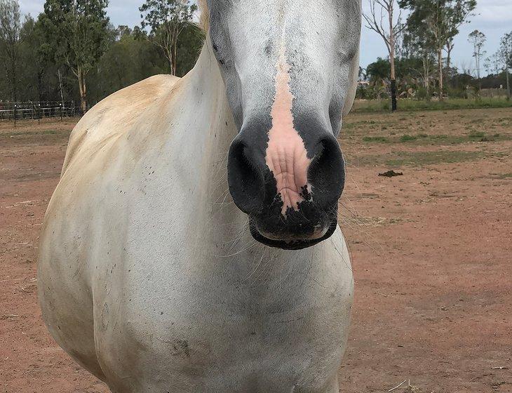 Morton Vale, Queensland