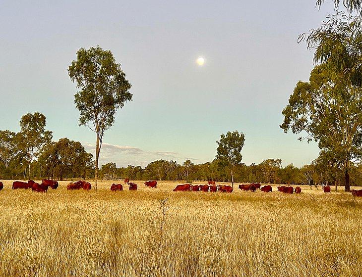 South Yaamba, Queensland