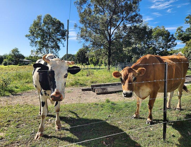 Pie Creek Qld, Queensland