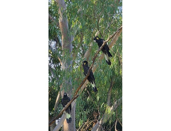 Boambee, New South Wales - Image 4