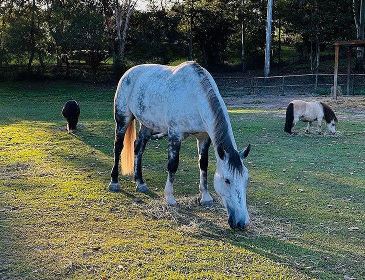 Mudgeeraba, Queensland