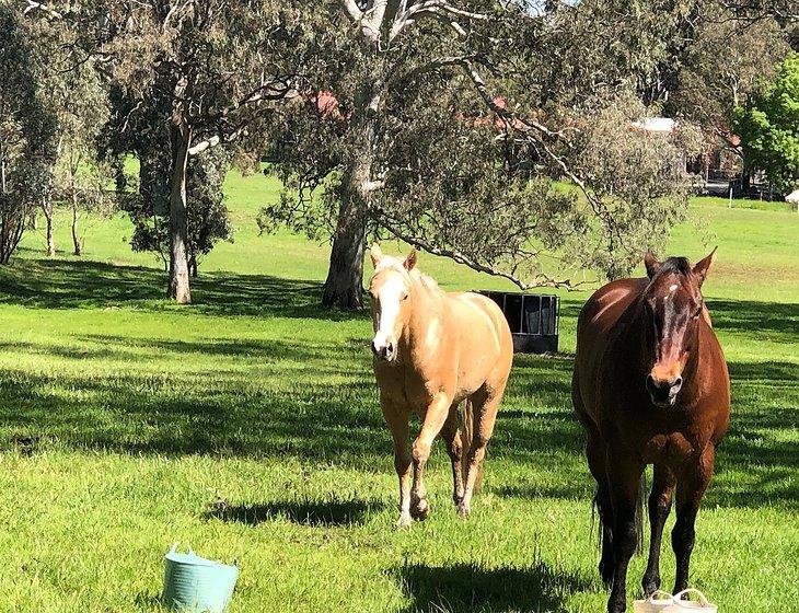 Mount Pleasant, South Australia