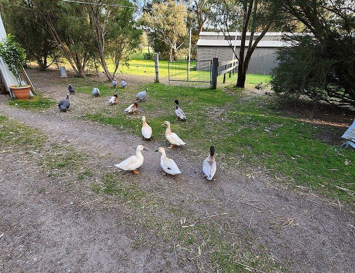 Beaufort, Victoria