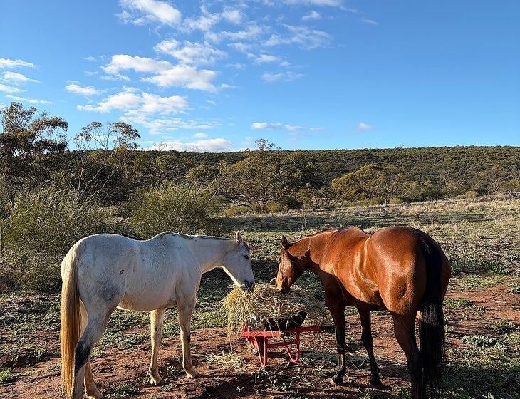 Morawa, Western Australia - Image 1