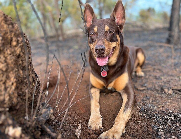 Holtze, Northern Territory - Image 3