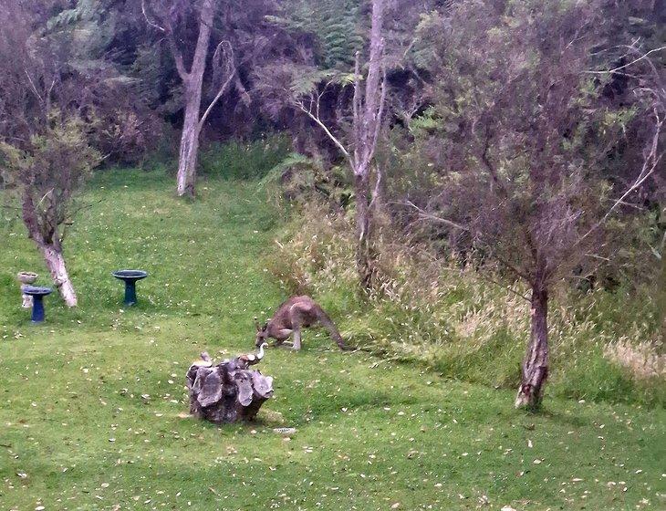 Rosebud, Victoria
