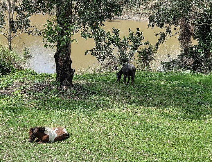 Loganlea, Queensland