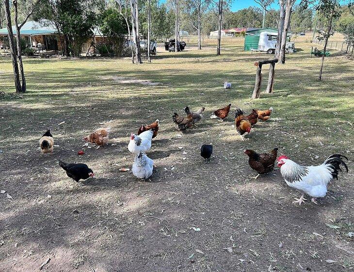 Gatton, Queensland
