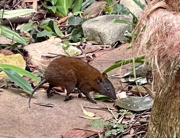 Kuranda, Queensland - Image 5