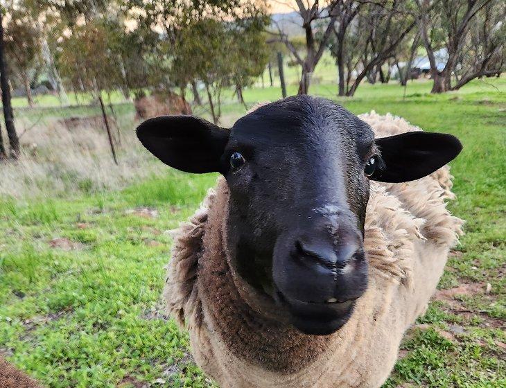 York, Western Australia