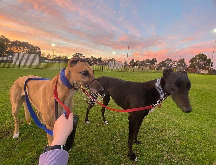 Royal Park, South Australia