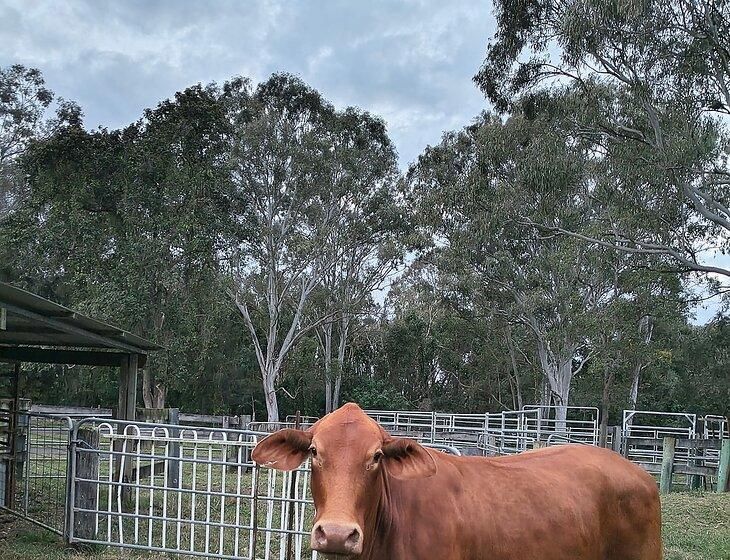 Deception Bay, Queensland - Image 4