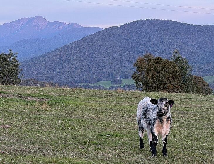 Merrijig, Victoria