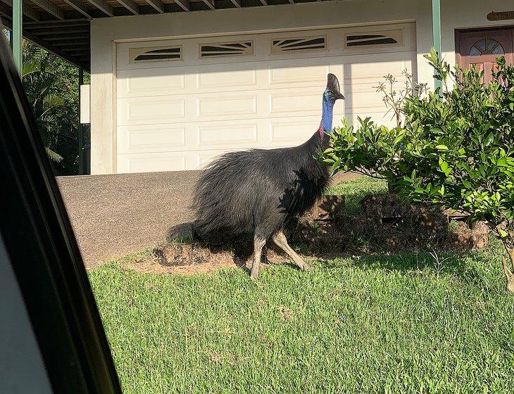 East Innisfail, Queensland