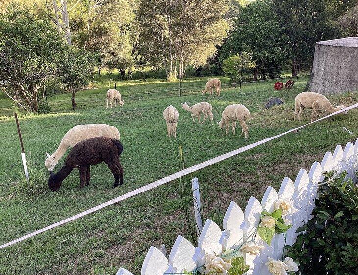 Canina (gympie), Queensland