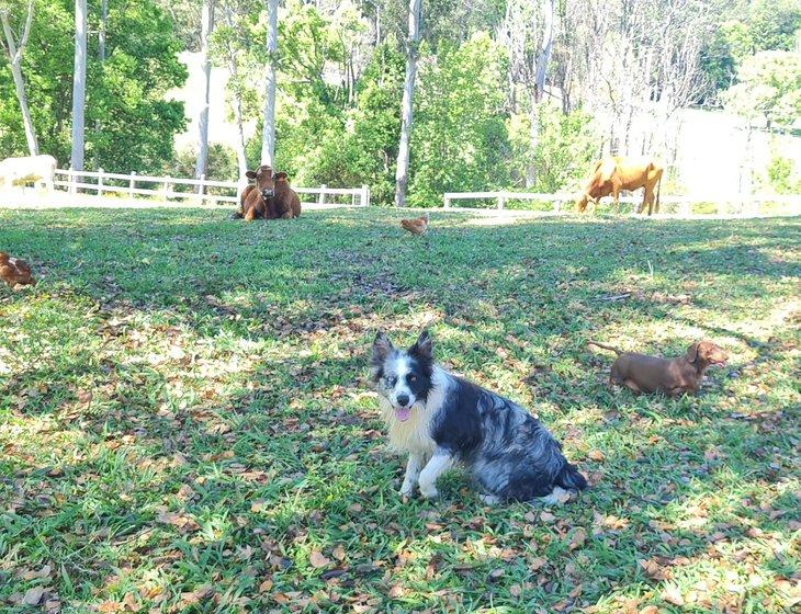 Bellingen, New South Wales