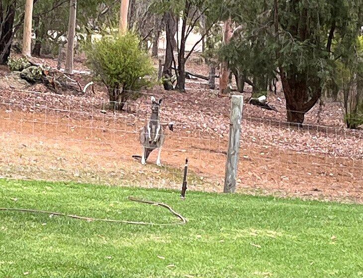 Donnybrook, Western Australia