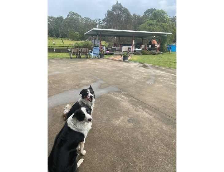 Wolvi, Queensland