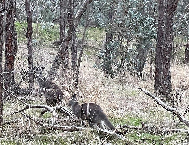 Albury, New South Wales