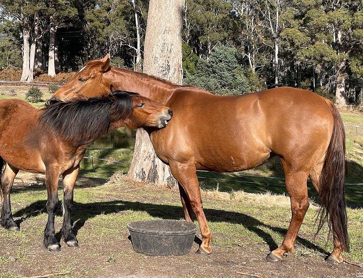 Woodsdale, Tasmania