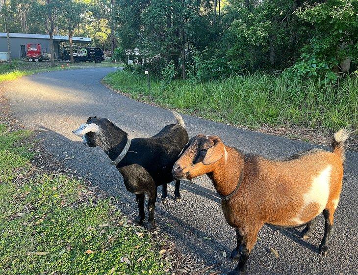 Landsborough, Queensland