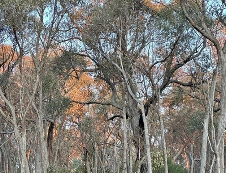 Belconnen, Australian Capital Territory - Image 4
