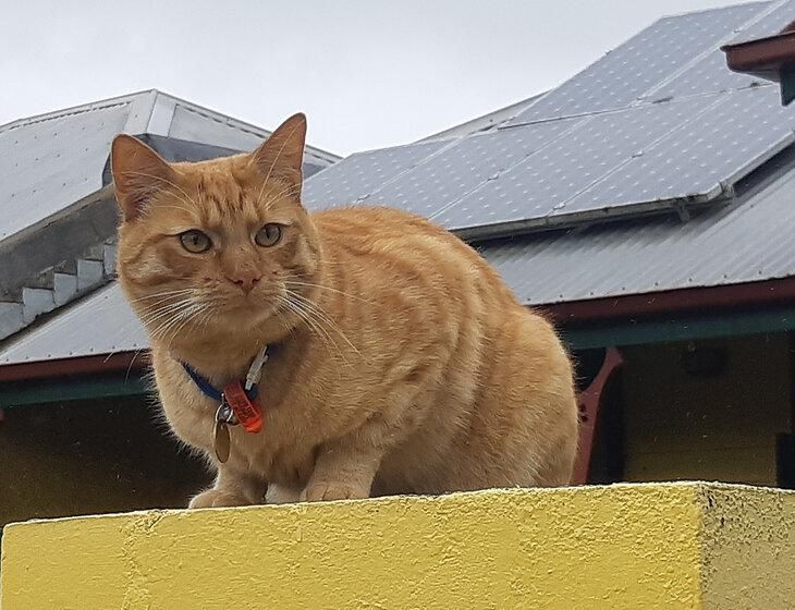 Fairifeld, Victoria - Image 2