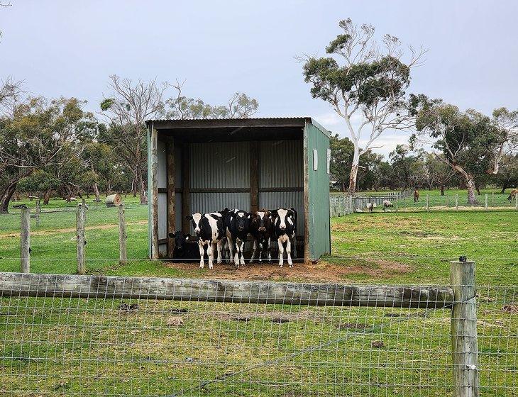 Pearcedale, Victoria