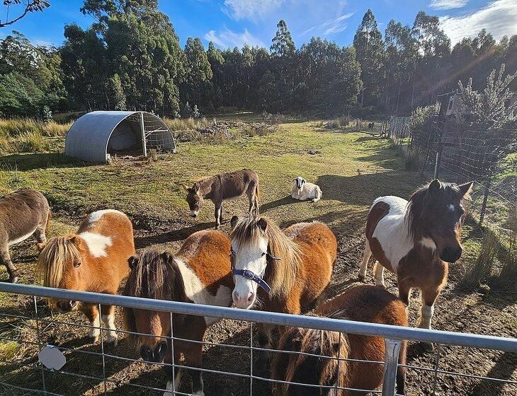 Gordon, Tasmania - Image 3