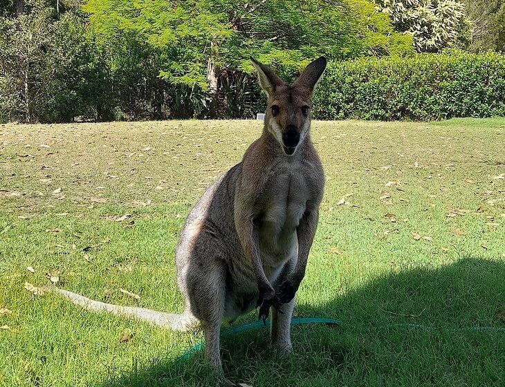 Capalaba, Queensland