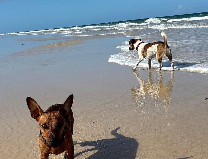 Bongaree, Queensland - Image 4