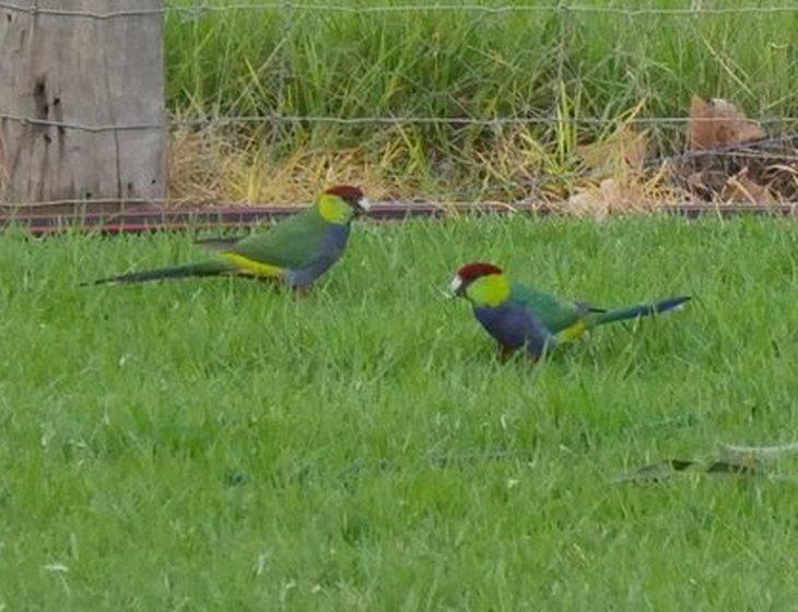 Hamel, Western Australia