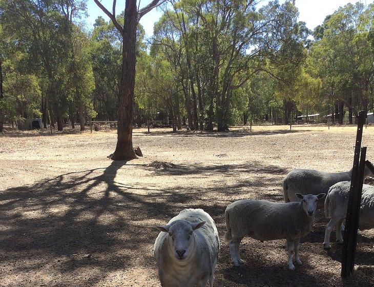 Sawyers Valley, Near Mundaring, Western Australia