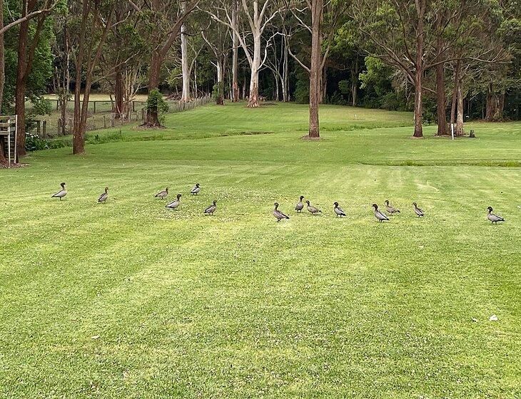 Fountaindale, New South Wales - Image 5