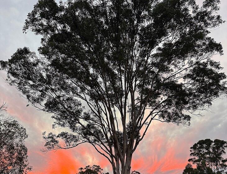 Guanaba, Queensland - Image 6