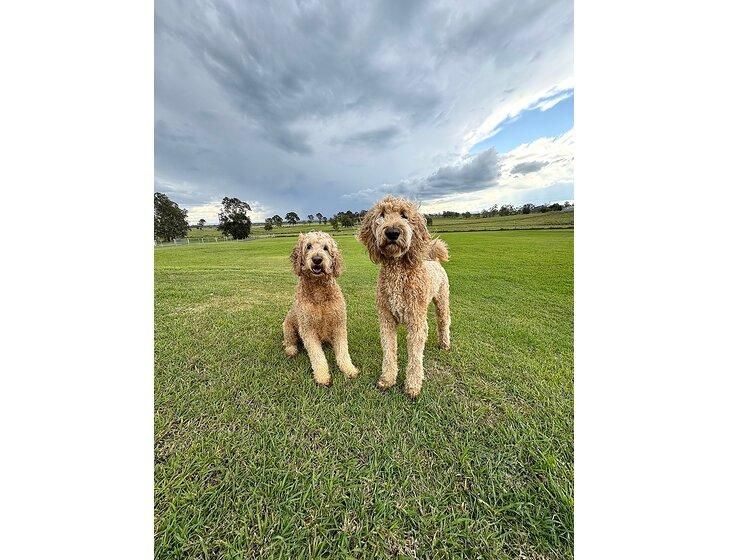Spring Grove, New South Wales - Image 4