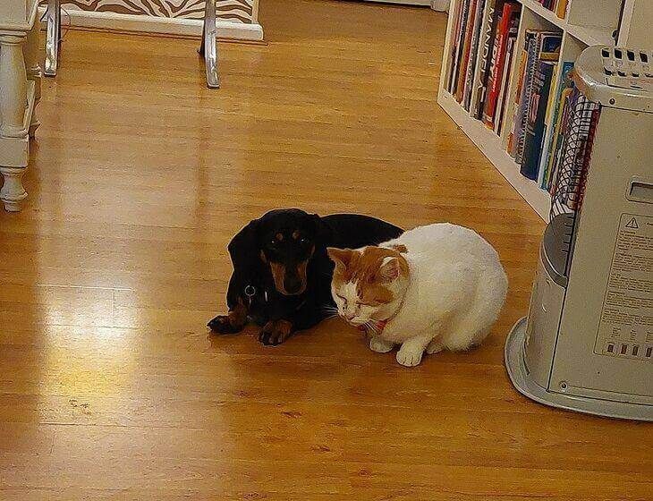 Vineyard Nsw 2765, New South Wales