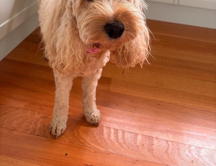 Beechmont, Queensland - Image 1