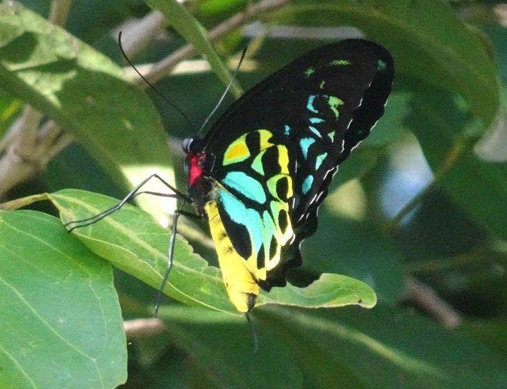 Kanimbla, Queensland