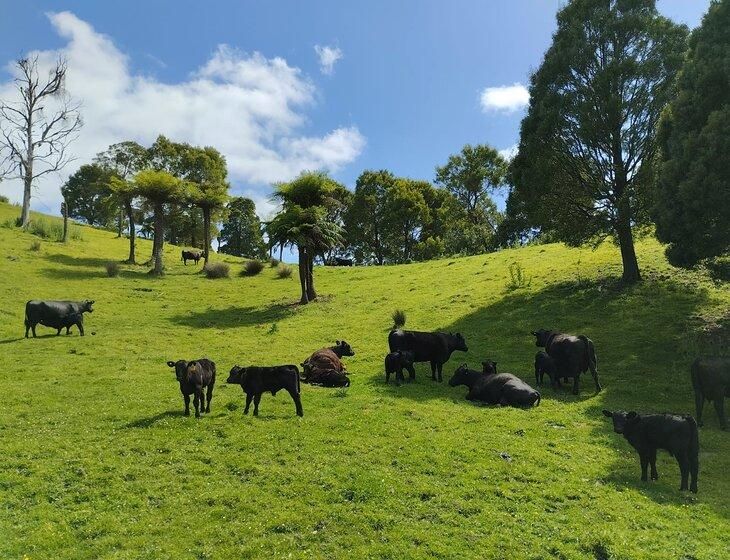 Gippsland, Victoria - Image 3