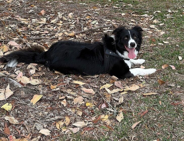 Mountain Creek, Queensland