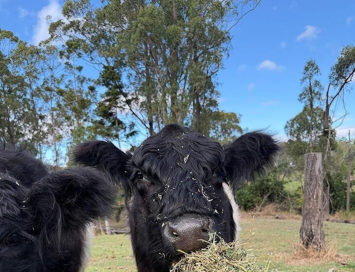 Cedarvale, Queensland