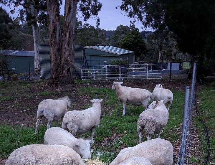 Hahndorf, South Australia - Image 4