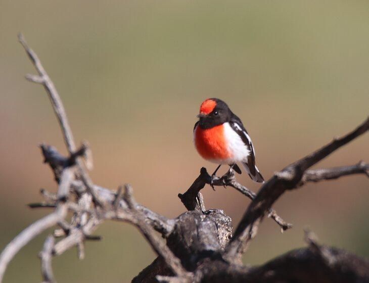 Cunnamulla, Queensland - Image 3