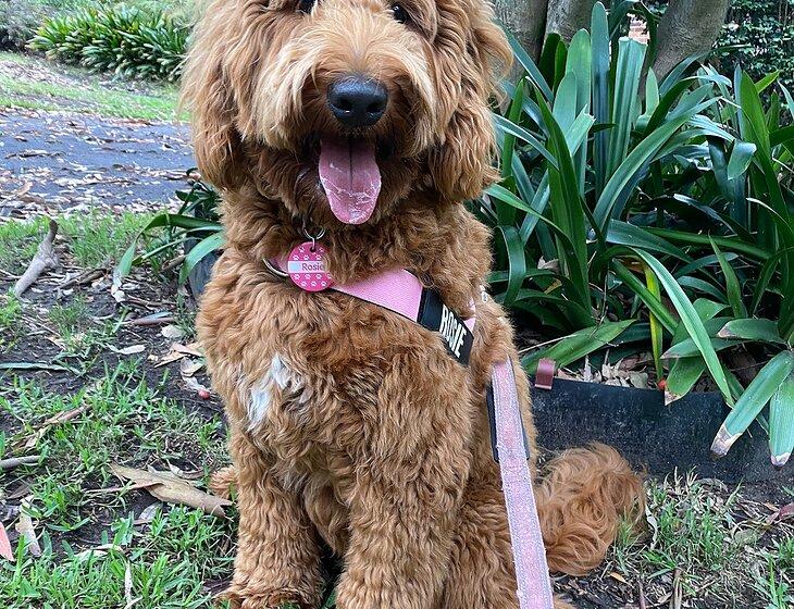 Wahroonga, New South Wales
