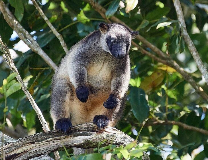 Malanda, Queensland - Image 5