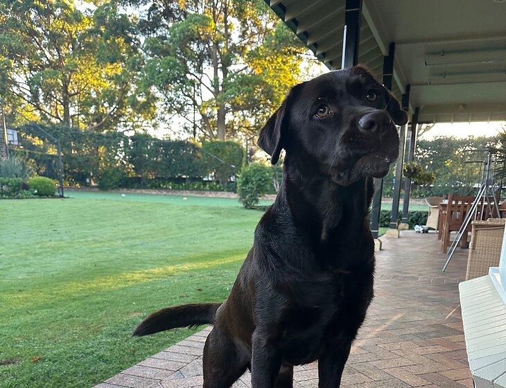 Killara, New South Wales